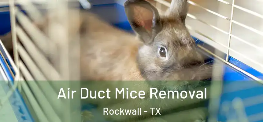  Air Duct Mice Removal Rockwall - TX